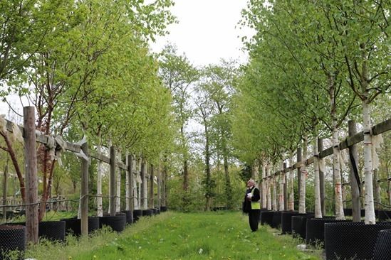 4 Choosing large trees (1280x853)