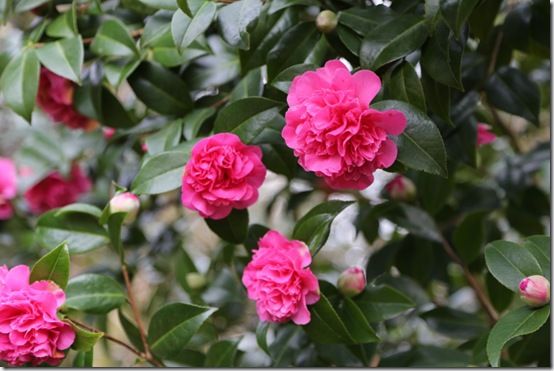 Opulent camellia