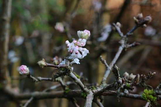 5 Viburnum x bodnantense