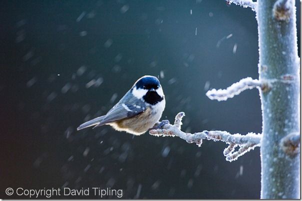 Coal Tit Parus ater in frost Scotland winter