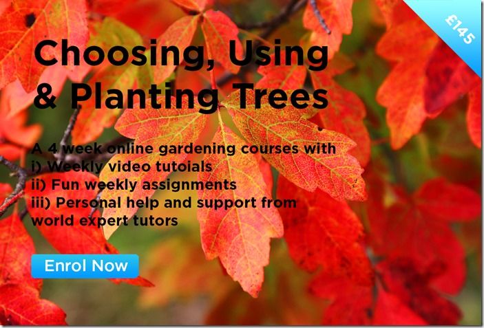 Choosing, Using & Planting Trees