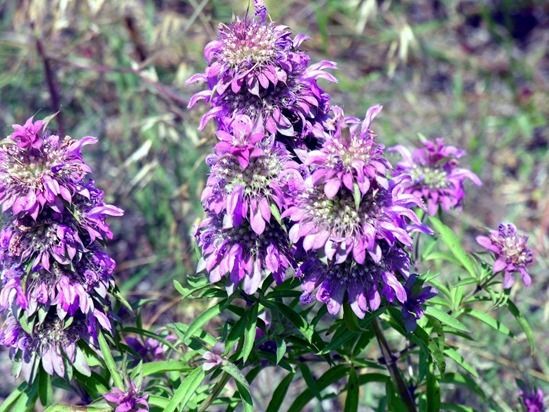 8 Zitrone Beebalm (1280x960)