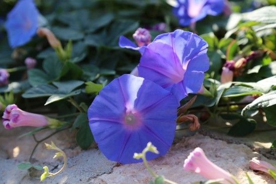 11 Ipomoea grandiflora (800x533)