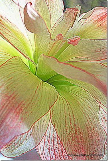 Amaryllis 'Aphrodite'  (3)