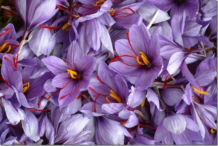 2 Saffron Crocus