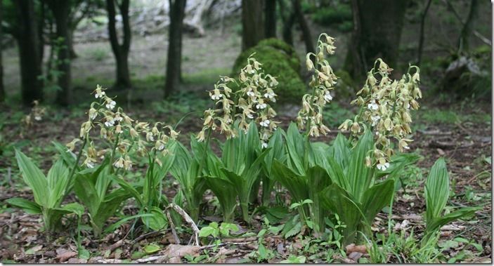 6 Calanthe discolor