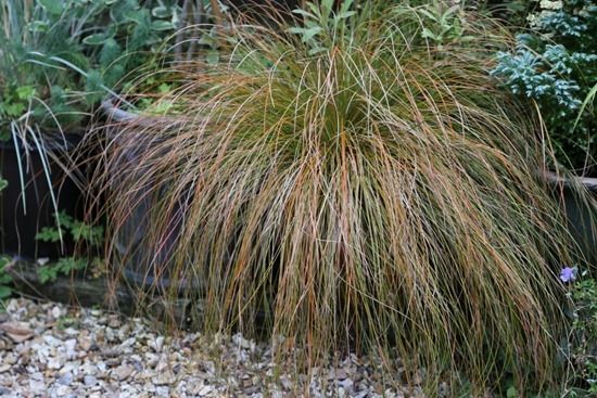 9 Carex testacea