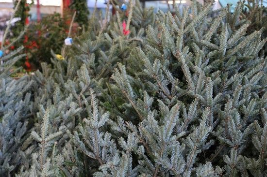 5 Fraser fir