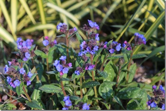 Pulmonaris 'Blue Ensign'