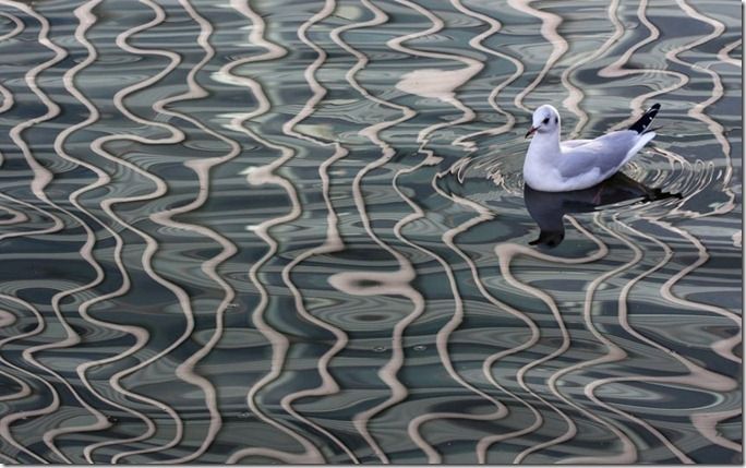 environment-gull_2371868k