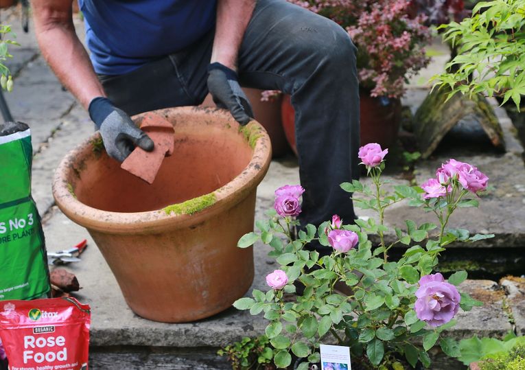 Growing roses store in pots