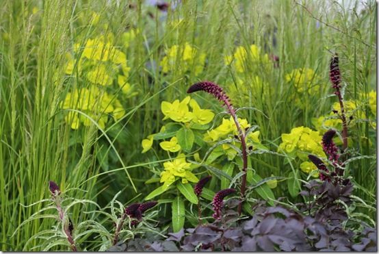 12 Lysimachia Beaujolais 