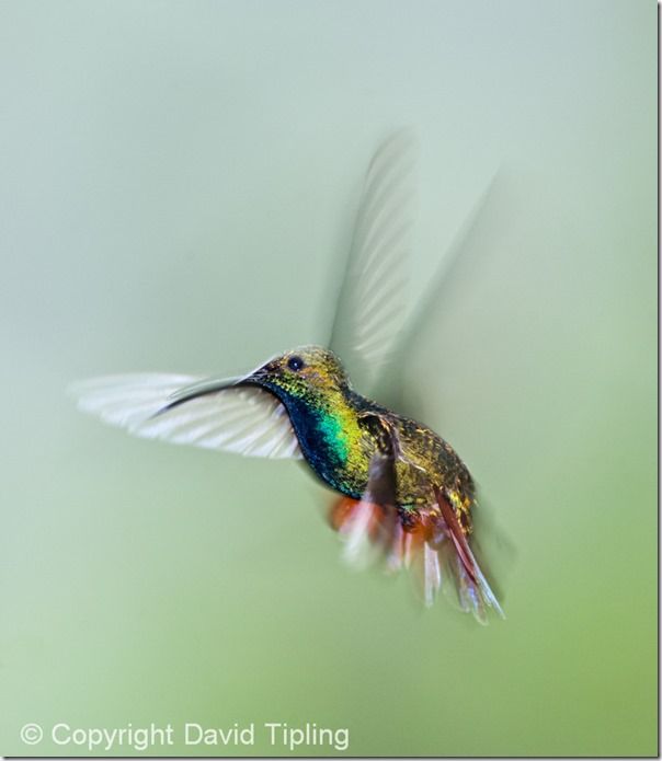 Green-breasted Mango Anthracorcorax prevostii Costa Rica, Focus, Focusing errors, Focusing, Bird, Movement, Panning, Lomg exposure, prefocus, Photography, Low Light, single point AF, continuous, AI servo, AF for tracking, pre-focus, David Tipling, Online course, 