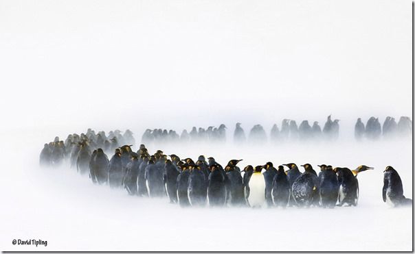 There is an intriguing rule of polar photography; extreme weather equals extreme pictures.  Generally the worse the weather gets, the more spectacular and impressive the images can be.  These King Penguins are travelling through a blizzard at Right Whale Bay on South Georgia, David Tipling, Penguins: Close Encounters, Photography, Bird Photography, Wildlife Photography, Penguins