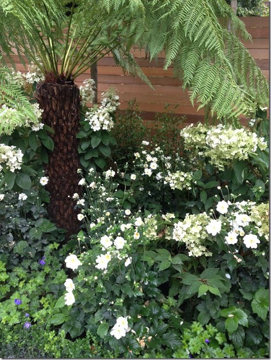 tree fern and hydrangeas 