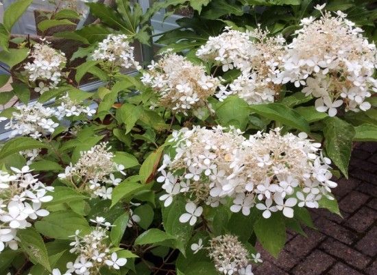 7 Hydrangea paniculata (800x584)