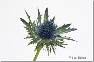 sea holly focus stacked