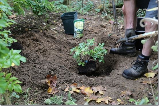 Backfill around plant completely