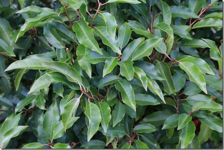 Prunus lusitanica 'Angustifolia