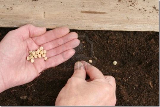 Seed Sowing, germination, proagation, How to Sow Seeds, Sowing Seeds, crocks, Pricking out, Windowsill propagation, 