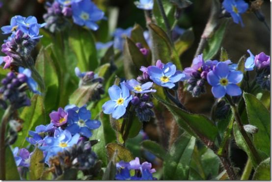 Forget me not - myosotis