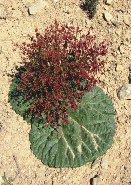 rheum palaestinium 