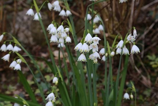 6 Leucojum aestivum