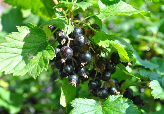 Blackcurrants