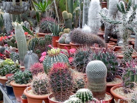 How to Grow Cacti & Succulents