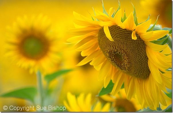 23 sunflowers