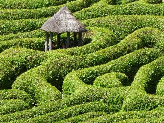 The maze at Glendurgan