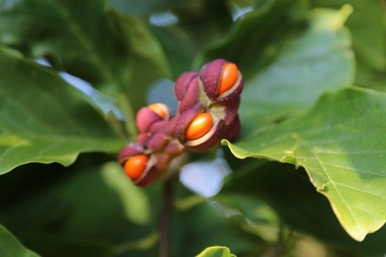 Magnolia 'Big Dude' seeds