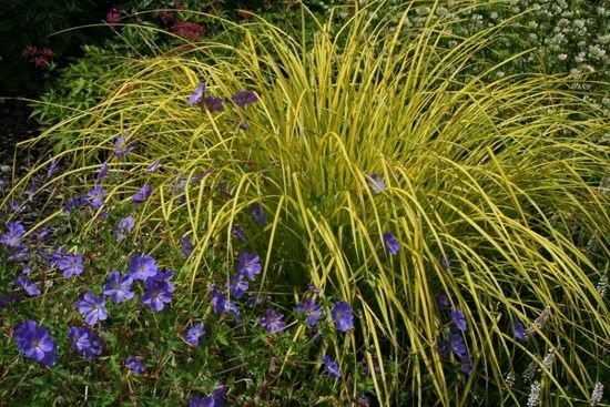 11 Carex elata 'Aurea'