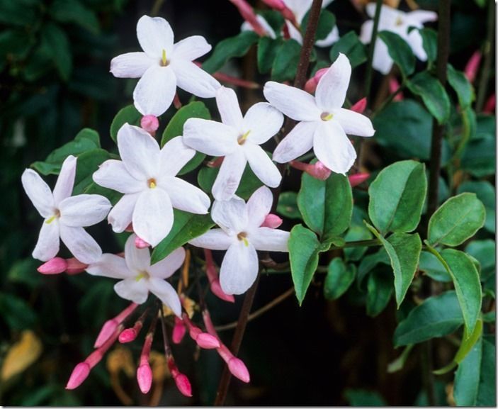 8 Jasminum-polyanthum(1)