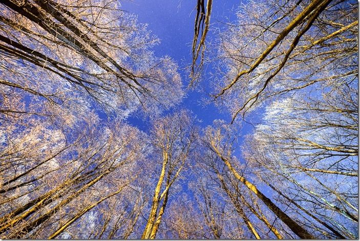 night sky with stars in the winter night with trees