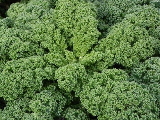 Curly Green Kale