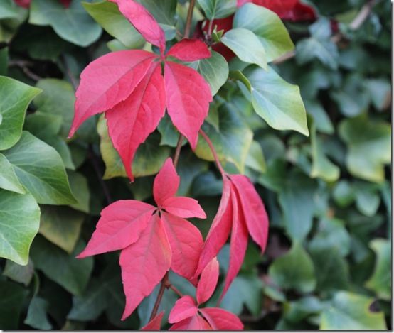 Virginia creeper through ivy 