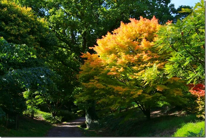 7 Acer palmatum 'Sango-kaku'