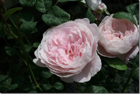 Rosa 'Queen of Sweden' 10