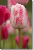 138 pink and white tulip