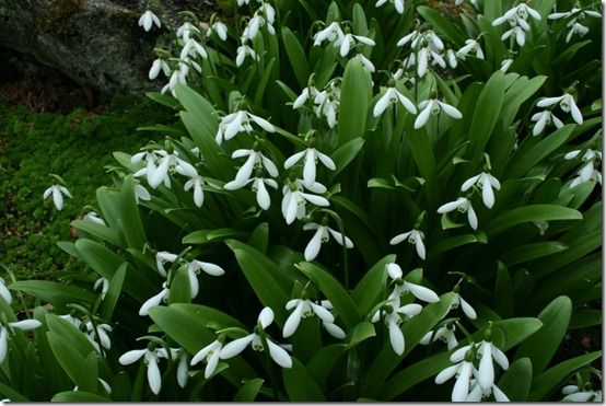 Galanthus morowii