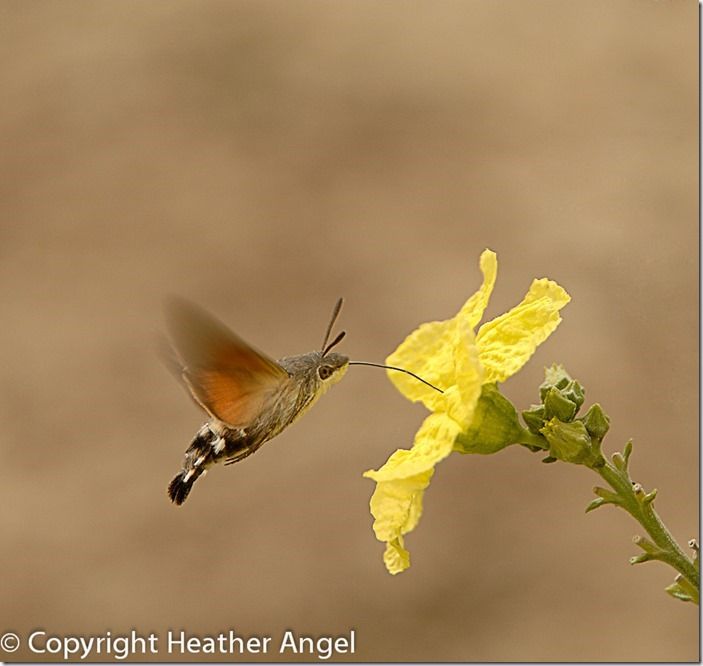 Hummingbird hawk-moth feeding on loofah 