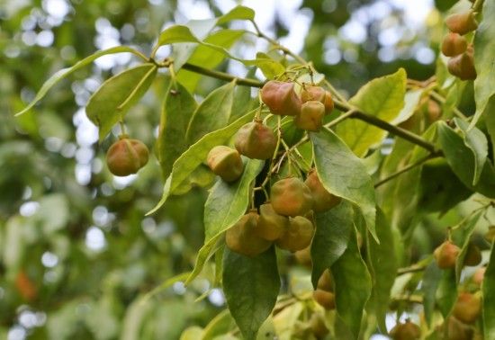 Euonymus myrianthus 