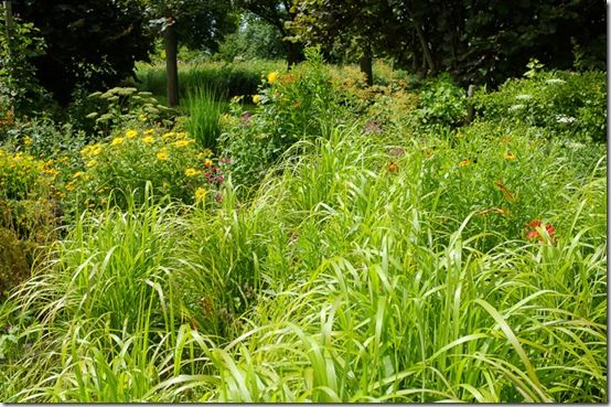 Best Ornamental Grasses