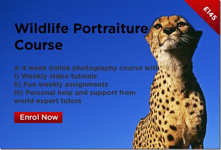 Wildlife Portraiture Course