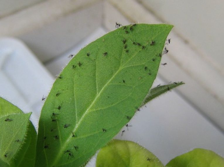 How to Fight Fungus Gnats in Houseplants Without Chemicals - My Tasteful  Space