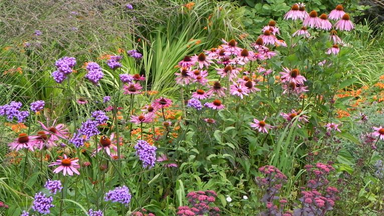 Image of Echinacea late summer blooming perennial