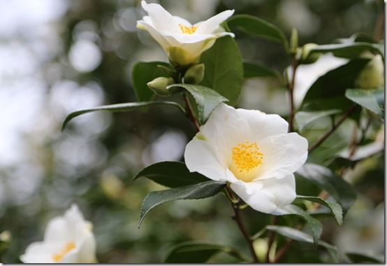 Camellia japonica