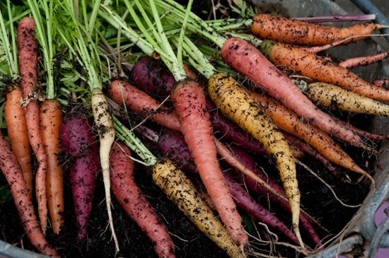 2 Rainbow carrots