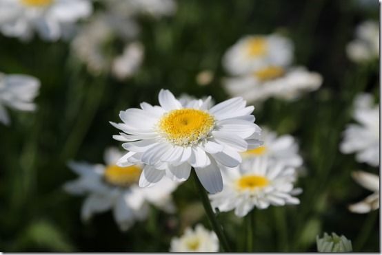 5 Leucanthemum 'Sunny Side Up', 10 Great Perennials To Grow For Cutting